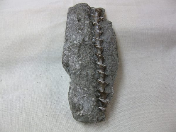 Genuine Mississippian Age Archimedes Bryozoa Fossil for Sale from Kentucky #26