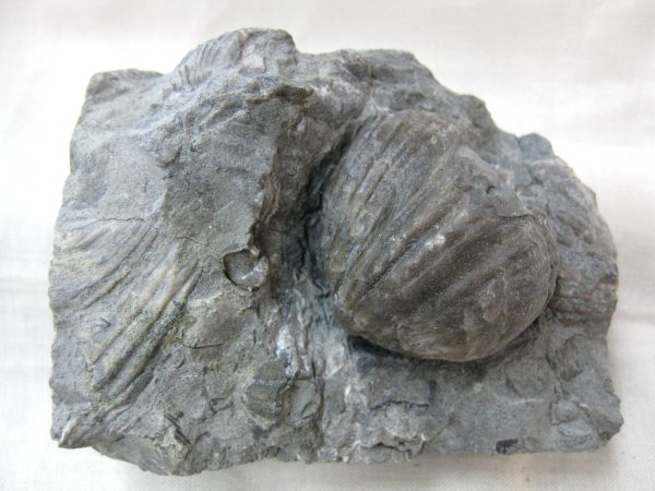 Kentucky Platystrophia Brachiopod #4