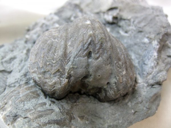 Kentucky Platystrophia Brachiopod #4 - Image 2