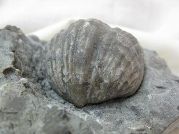 Kentucky Platystrophia Brachiopod #4 - Image 3