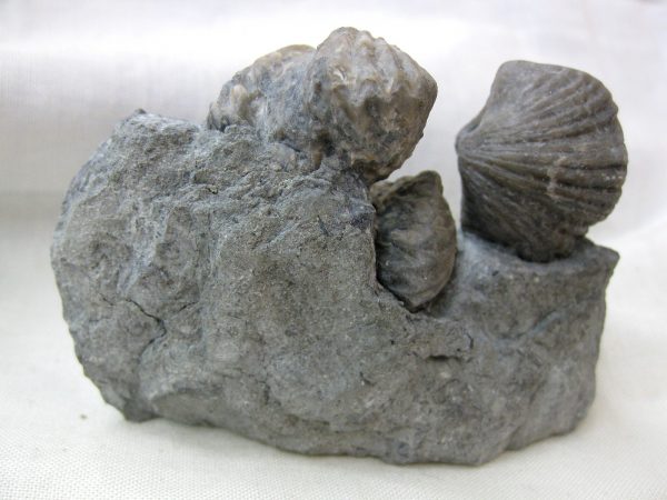 Kentucky Platystrophia Brachiopod #5