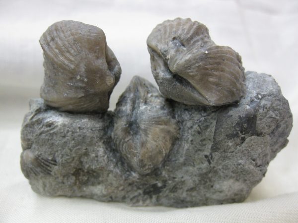 Kentucky Platystrophia Brachiopod #5 - Image 2