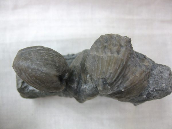 Kentucky Platystrophia Brachiopod #5 - Image 5