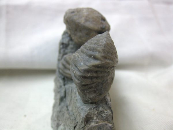 Kentucky Platystrophia Brachiopod #5 - Image 4