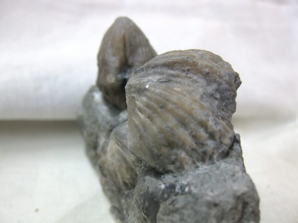 Kentucky Platystrophia Brachiopod #5 - Image 3