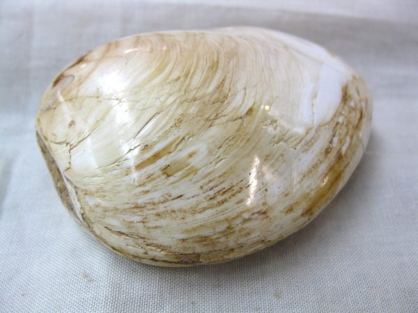 Large Madagascar Clam #1