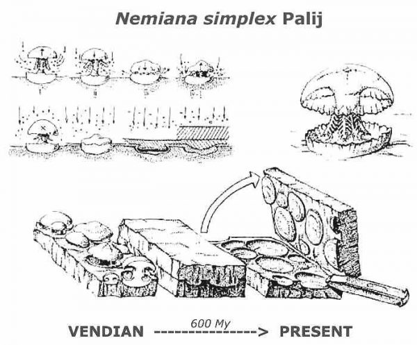 Nemiana simplex Jellyfish #18 - Image 5