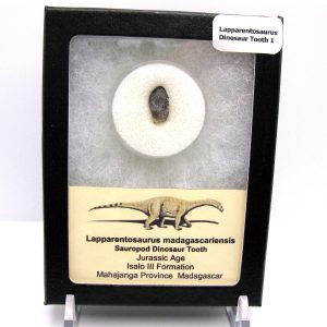 Lapparentosaurus Sauropod Dinosaur Tooth Fossil for Sale #1
