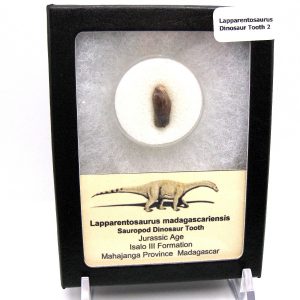 Lapparentosaurus Sauropod Dinosaur Tooth Fossil for Sale #2
