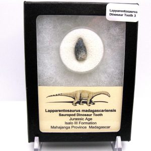 Lapparentosaurus Sauropod Dinosaur Tooth Fossil for Sale #3