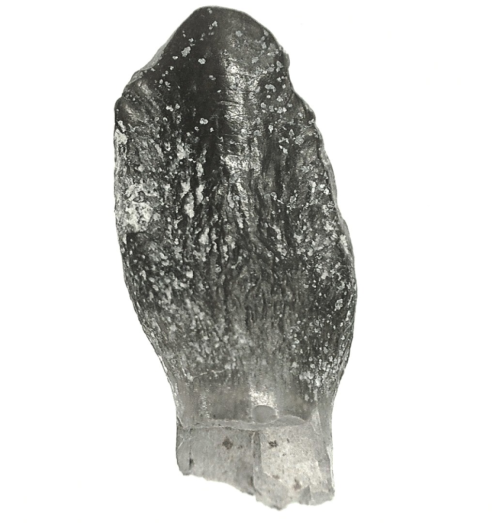 Jurassic Lapparentosaurus Sauropod Dinosaur Tooth 4d | Fossils for Sale