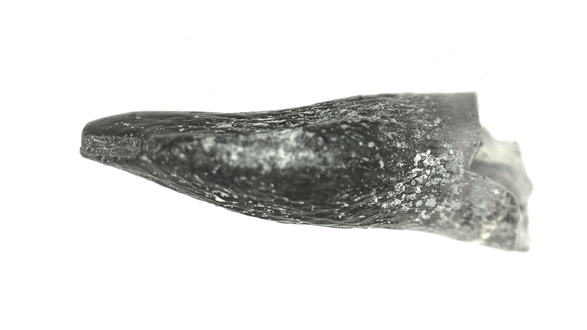 Jurassic Lapparentosaurus Sauropod Dinosaur Tooth 4b | Fossils for Sale