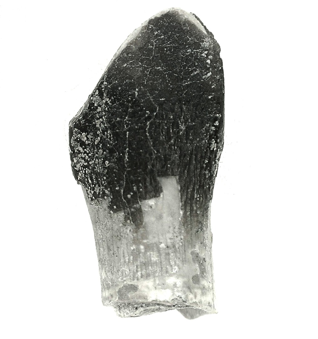 Jurassic Lapparentosaurus Sauropod Dinosaur Tooth 5d | Fossils for Sale