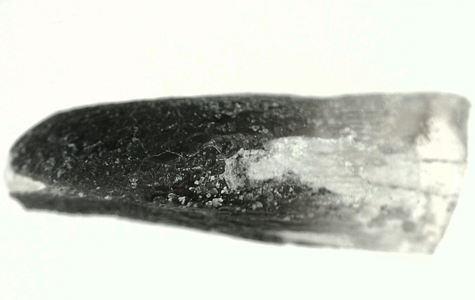 Jurassic Lapparentosaurus Sauropod Dinosaur Tooth 5c | Fossils for Sale