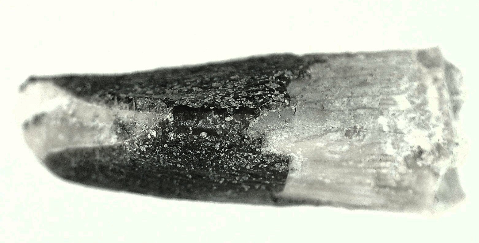 Jurassic Lapparentosaurus Sauropod Dinosaur Tooth 5b | Fossils for Sale