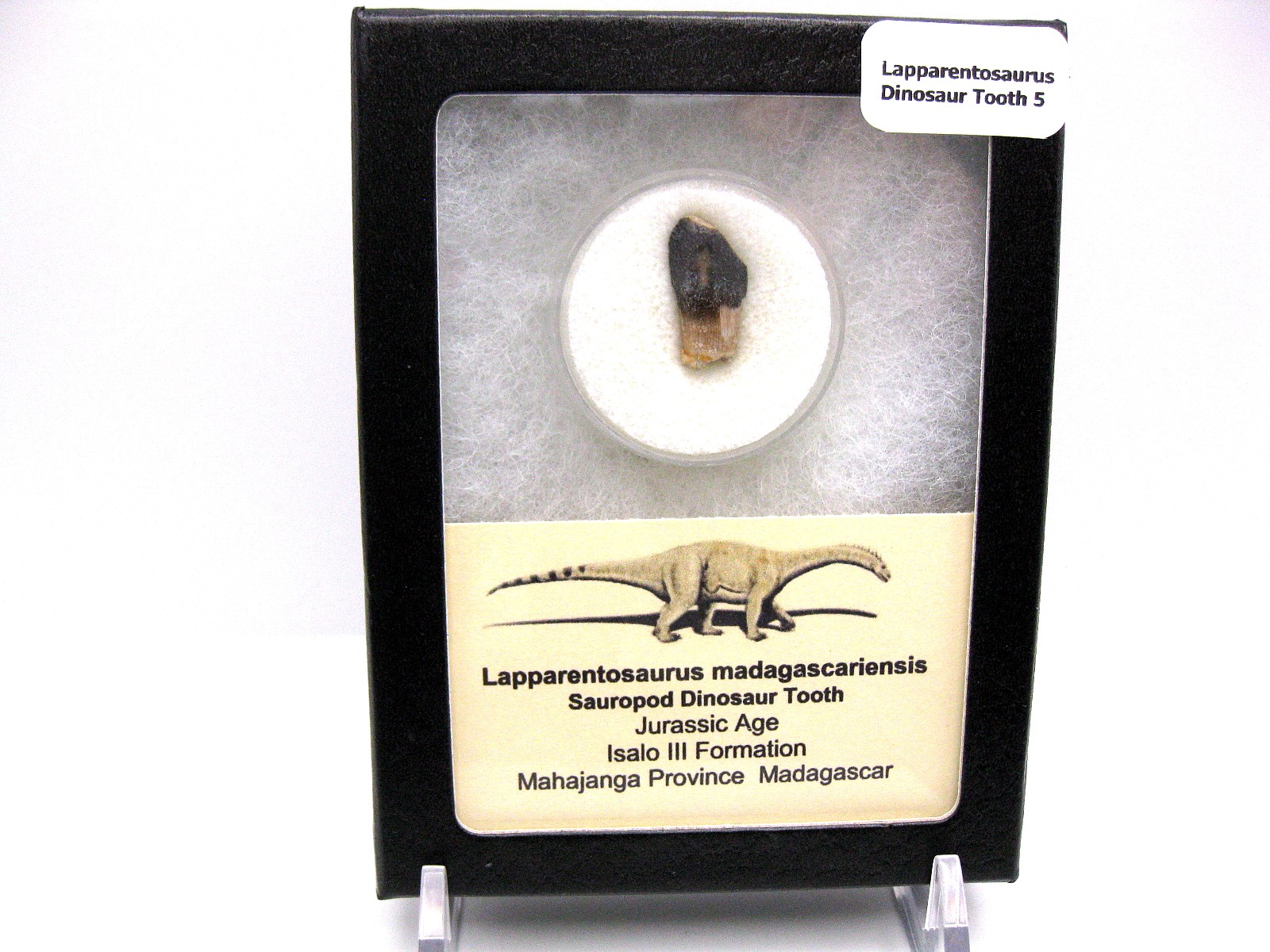 Jurassic Lapparentosaurus Sauropod Dinosaur Tooth 5 | Fossils for Sale