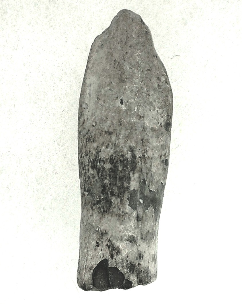 Jurassic Lapparentosaurus Sauropod Dinosaur Tooth 6d | Fossils for Sale