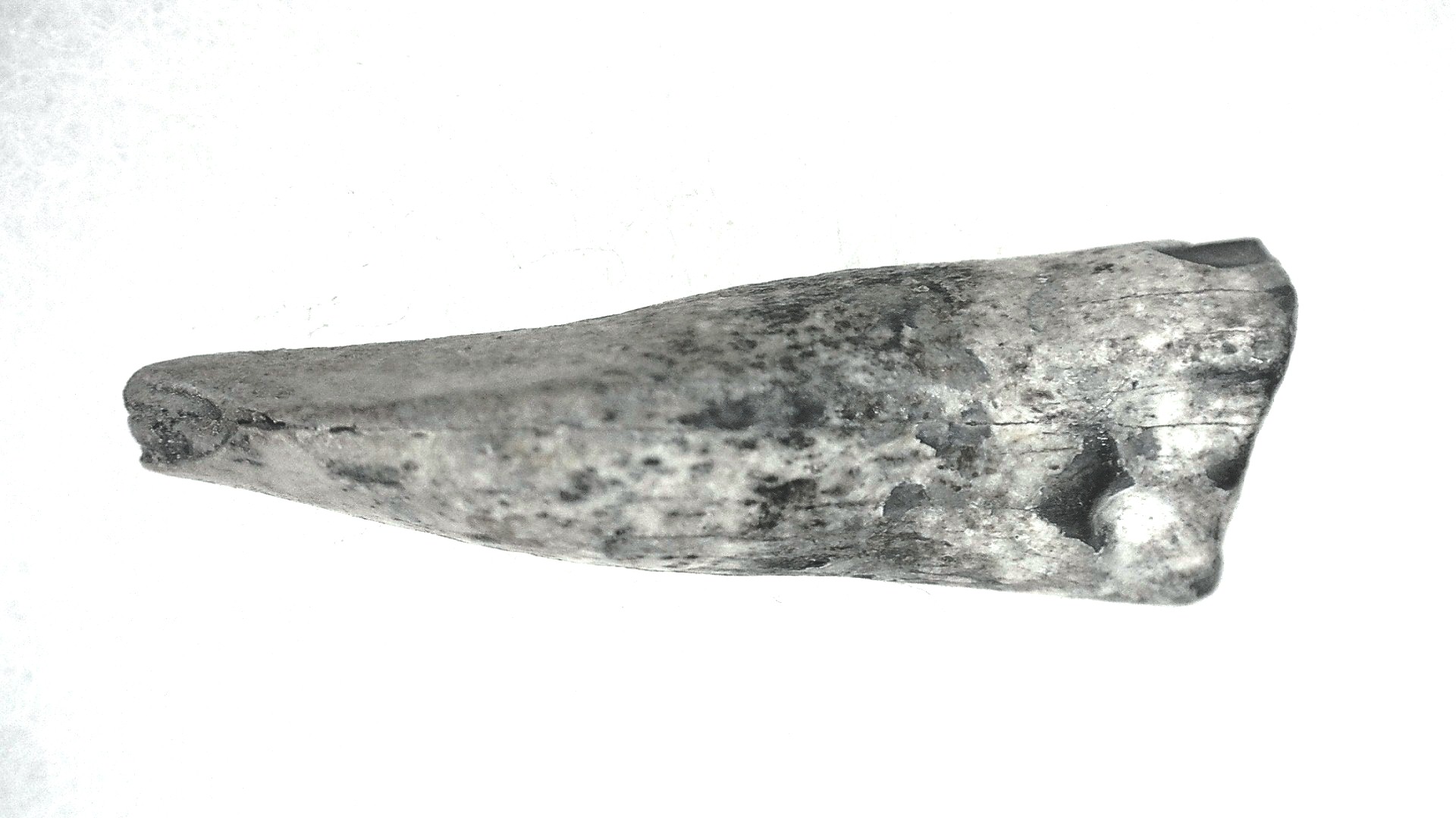 Jurassic Lapparentosaurus Sauropod Dinosaur Tooth 6b | Fossils for Sale