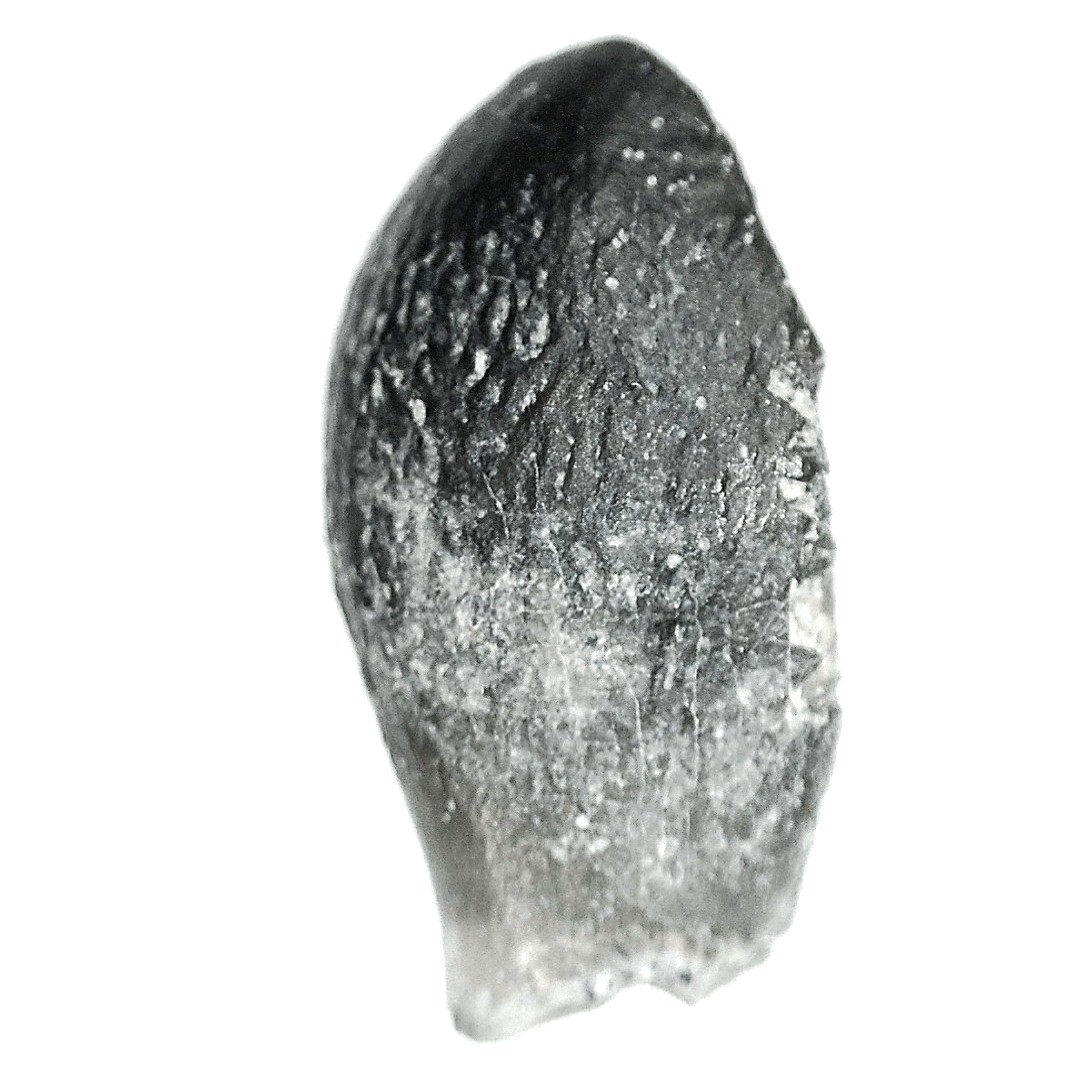 Jurassic Lapparentosaurus Sauropod Dinosaur Tooth 1d | Fossils for Sale