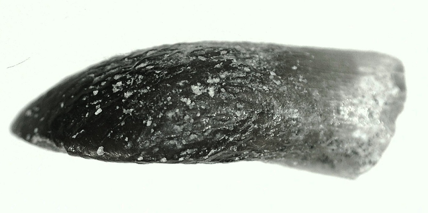 Jurassic Lapparentosaurus Sauropod Dinosaur Tooth 1b | Fossils for Sale