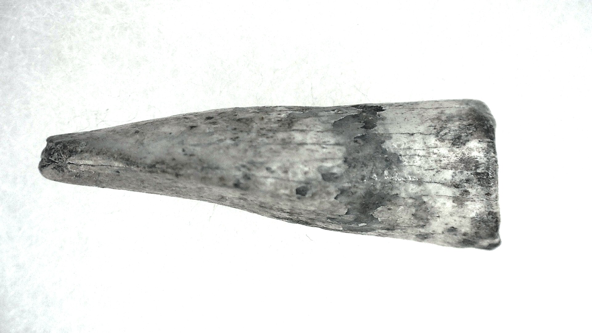 Jurassic Lapparentosaurus Sauropod Dinosaur Tooth 6c | Fossils for Sale