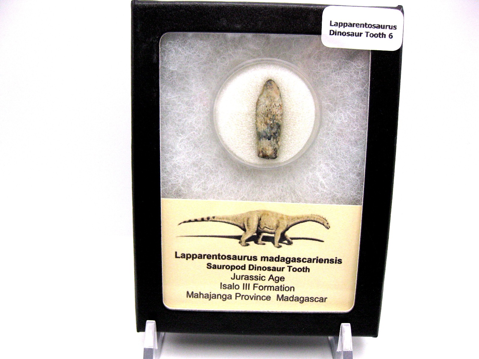 Jurassic Lapparentosaurus Sauropod Dinosaur Tooth 6 | Fossils for Sale
