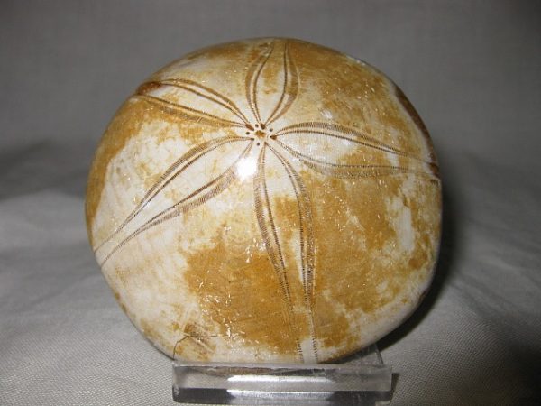 Madagascar Holectypus Echinoid #12