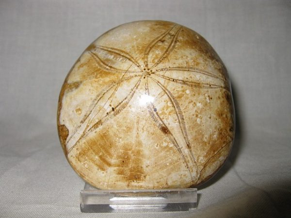 Madagascar Holectypus Echinoid #2