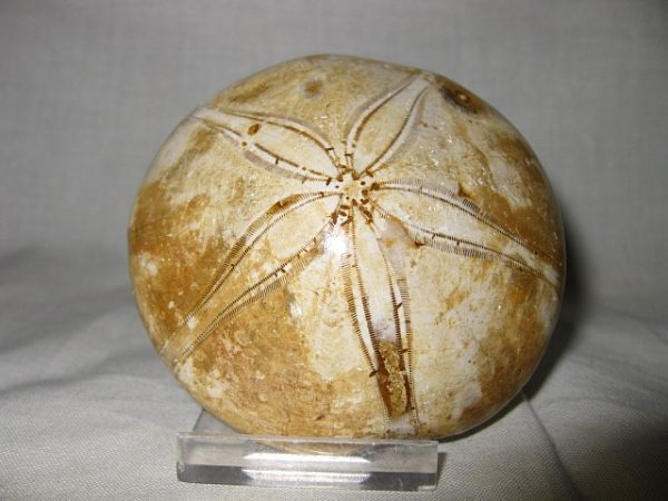 Madagascar Holectypus Echinoid #5