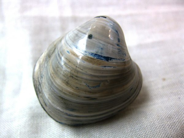 Small Madagascar Clam #14 - Image 2