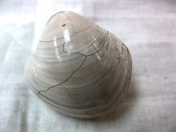 Small Madagascar Clam #16 - Image 2