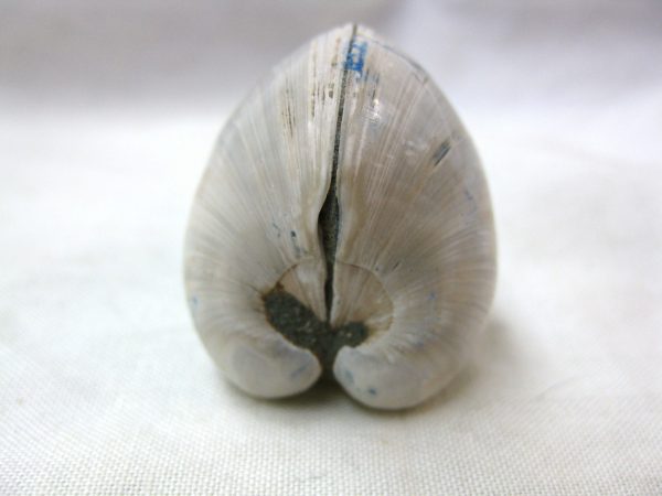 Small Madagascar Clam #20