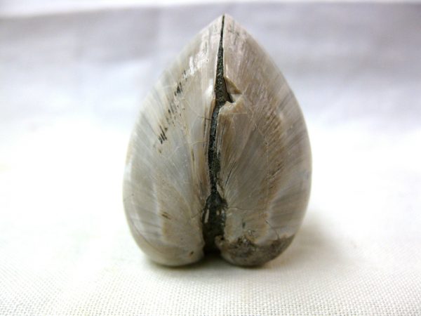 Small Madagascar Clam #3