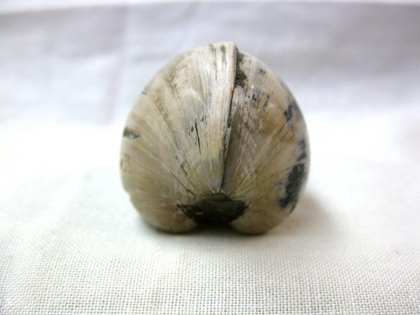 Small Madagascar Clam #5