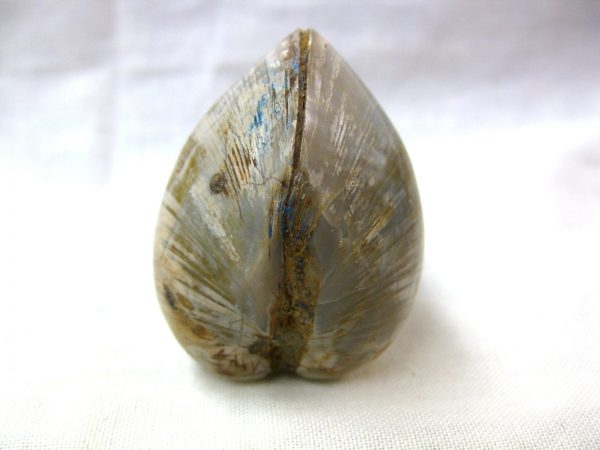 Small Madagascar Clam #6