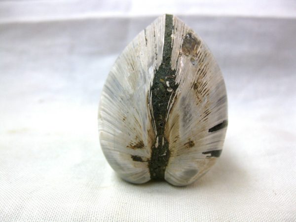 Small Madagascar Clam #9