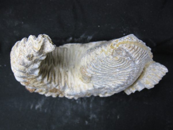 Madagascar Zipper Oyster #33 - Image 4