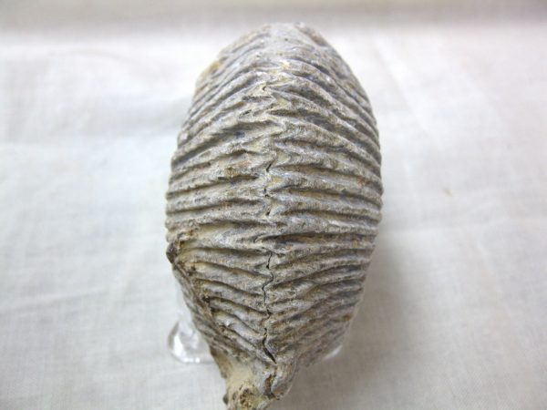 Madagascar Zipper Oyster #12 - Image 3