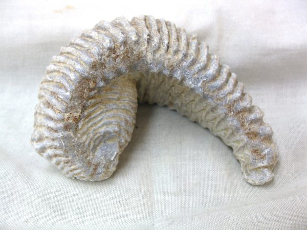 Madagascar Zipper Oyster #13