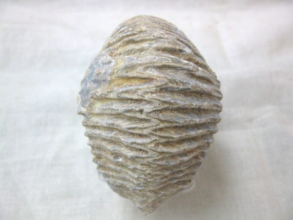 Madagascar Zipper Oyster #13 - Image 3