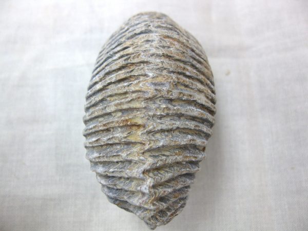 Madagascar Zipper Oyster #23 - Image 3