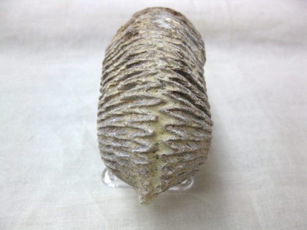 Madagascar Zipper Oyster #2 - Image 3