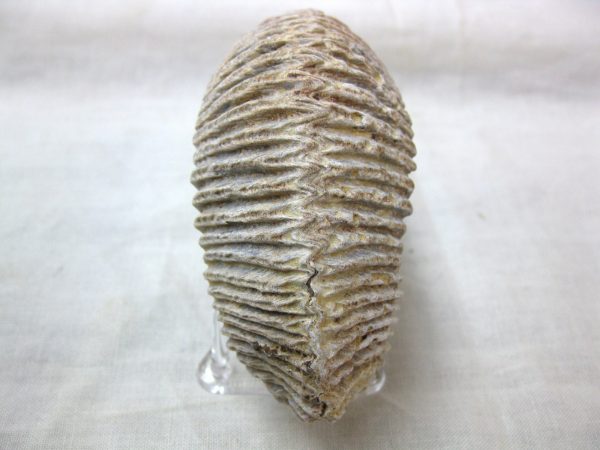 Madagascar Zipper Oyster #4 - Image 3