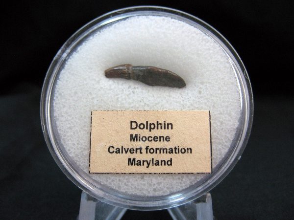 Genuine Miocene Age Dolphin Tooth Fossils From Maryland For Sale #10