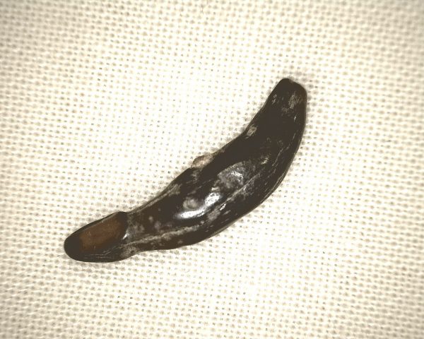 Genuine Miocene Age Dolphin Tooth Fossils From Maryland For Sale #1a