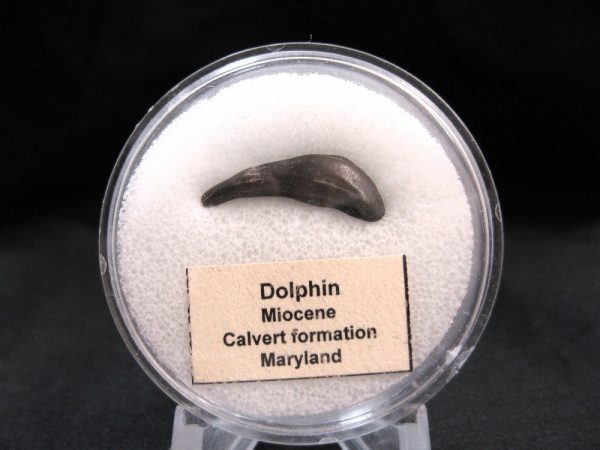 Genuine Miocene Age Dolphin Tooth Fossils From Maryland For Sale #4