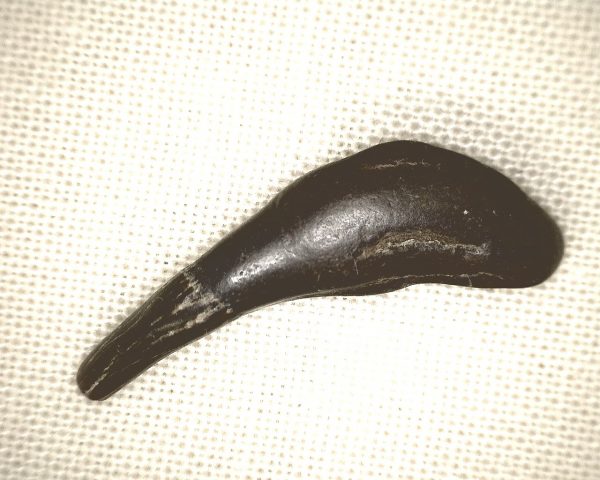 Genuine Miocene Age Dolphin Tooth Fossils From Maryland For Sale #4a