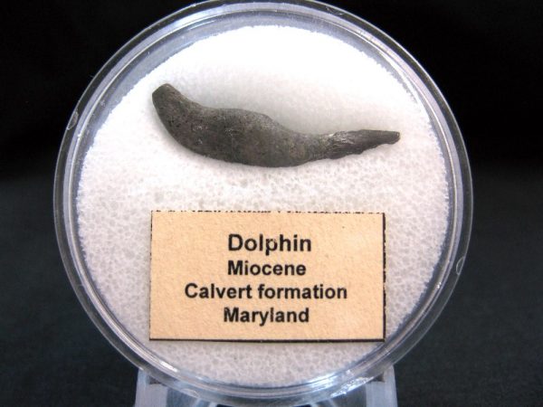 Genuine Miocene Age Dolphin Tooth Fossils From Maryland For Sale #5