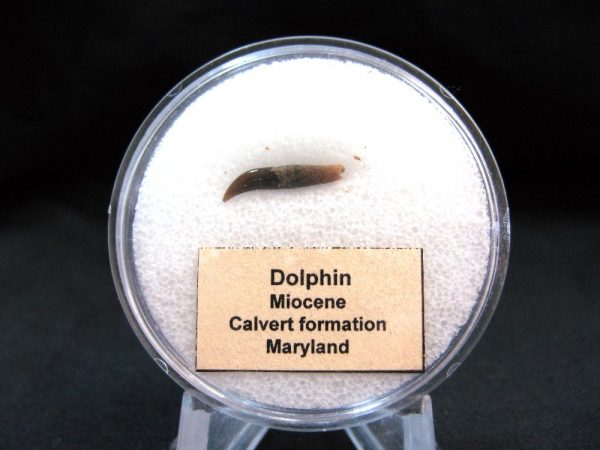 Genuine Miocene Age Dolphin Tooth Fossils From Maryland For Sale #7