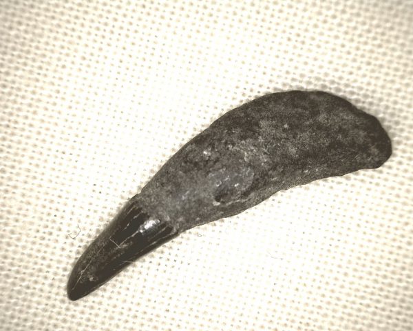 Genuine Miocene Age Dolphin Tooth Fossils From Maryland For Sale #8a